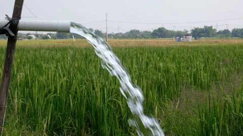 Irrigation pipe gushing clear water into lush green rice field on sunny day. Stock Footage 340323767