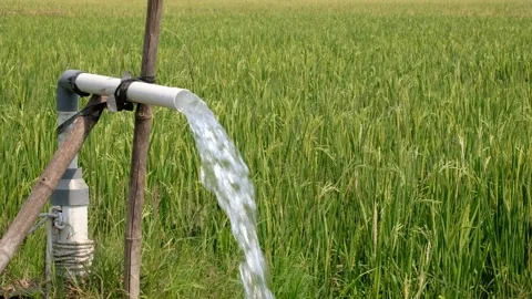 Irrigation pipe gushing clear water into lush green rice field on sunny day. Stock Footage 340323769