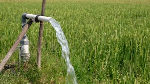Irrigation pipe gushing clear water into lush green rice field on sunny day. Stock Footage 340323803