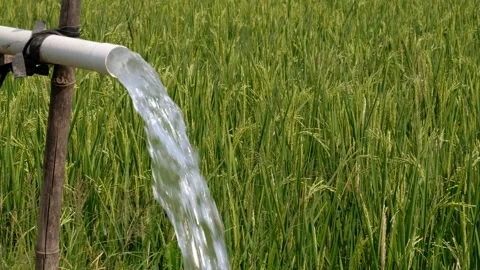 Irrigation pipe gushing clear water into lush green rice field on sunny day. Stock Footage 340323806