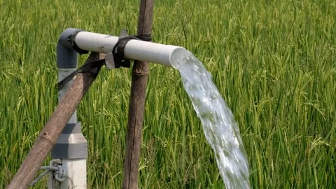 Irrigation pipe gushing clear water into lush green rice field on sunny day. Stock Footage 340323851