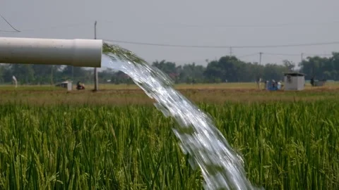 Irrigation pipe gushing clear water into lush green rice field on sunny day. Stock Footage 340323936