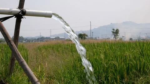 Irrigation pipe gushing clear water into lush green rice field on sunny day. Stock Footage 340324036