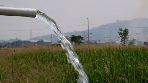 Irrigation pipe gushing clear water into lush green rice field on sunny day. Stock Footage 340324041
