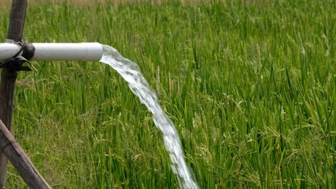 Irrigation pipe gushing clear water into lush green rice field on sunny day. Stockbeeldmateriaal 340324092