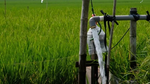 Irrigation pipe gushing clear water into lush green rice field on sunny day. Stock Footage 340324113
