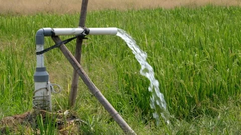 Irrigation pipe gushing clear water into lush green rice field on sunny day. Stock Footage 340324226
