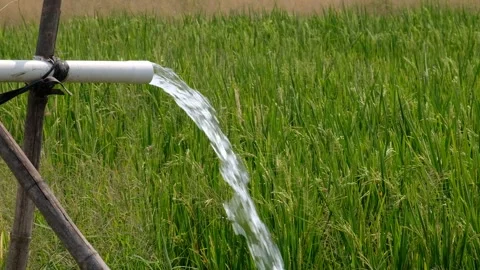 Irrigation pipe gushing clear water into lush green rice field on sunny day. Stock Footage 340324248