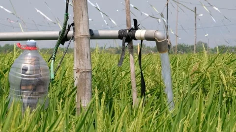 Irrigation pipe gushing clear water into lush green rice field on sunny day. Stock Footage 340324268