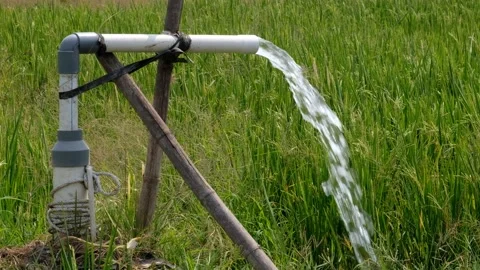 Irrigation pipe gushing clear water into lush green rice field on sunny day. Stock Footage 340324279