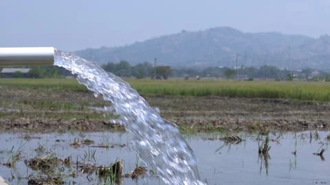 Irrigation pipe gushing clear water into lush green rice field on sunny day. Video stock 340709315
