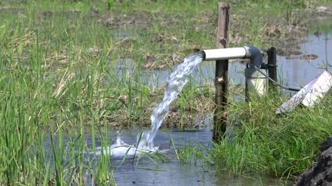 Irrigation pipe gushing clear water into lush green rice field on sunny day. Stock Footage 340709370