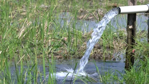 Irrigation pipe gushing clear water into lush green rice field on sunny day. Stock Footage 340709445
