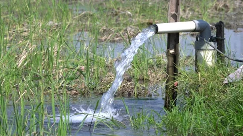 Irrigation pipe gushing clear water into lush green rice field on sunny day. Stock Footage 340709453