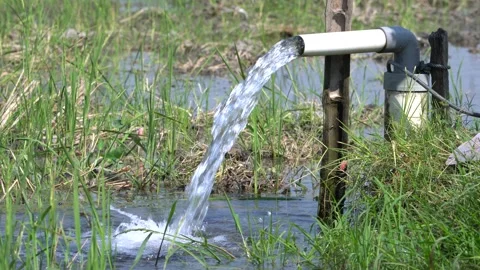 Irrigation pipe gushing clear water into lush green rice field on sunny day. Stock Footage 340709454