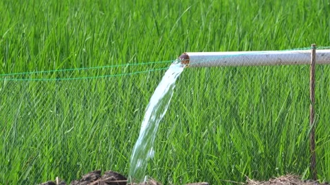 Irrigation pipe gushing clear water into lush green rice field on sunny day. Stock Footage 340710674
