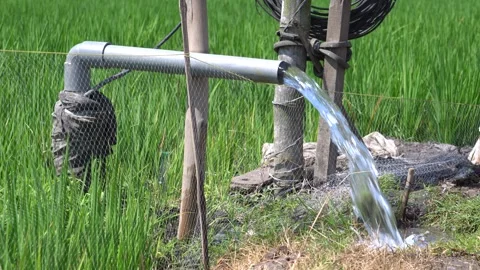 Irrigation pipe gushing clear water into lush green rice field on sunny day. Stock Footage 340710854