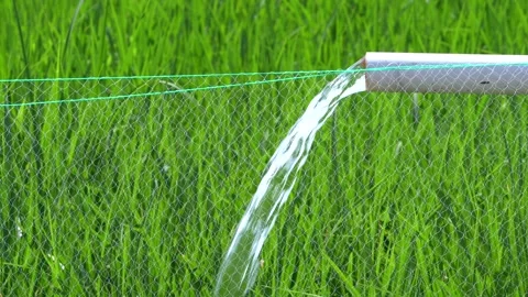 Irrigation pipe gushing clear water into lush green rice field on sunny day. Stock Footage 340710902
