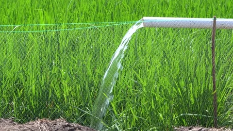 Irrigation pipe gushing clear water into lush green rice field on sunny day. Video stock 340710991