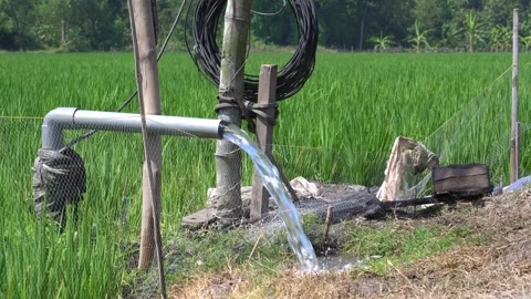 Irrigation pipe gushing clear water into lush green rice field on sunny day. Video stock 340712217
