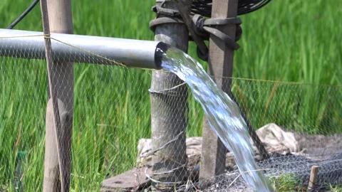 Irrigation pipe gushing clear water into lush green rice field on sunny day. Stock Footage 340712225