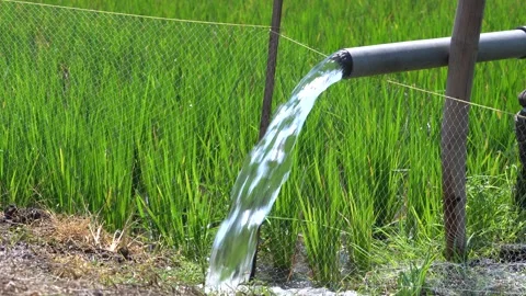 Irrigation pipe gushing clear water into lush green rice field on sunny day. Stock Footage 340712492