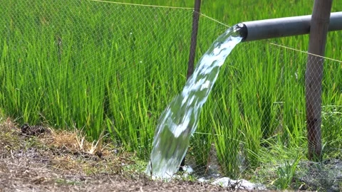 Irrigation pipe gushing clear water into lush green rice field on sunny day. Stock Footage 340712502