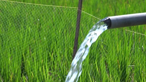 Irrigation pipe gushing clear water into lush green rice field on sunny day. Stock Footage 340712526