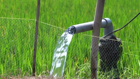 Irrigation pipe gushing clear water into lush green rice field on sunny day. Video stock 340713587