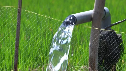 Irrigation pipe gushing clear water into lush green rice field on sunny day. Stock Footage 340713656
