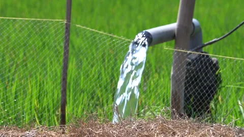 Irrigation pipe gushing clear water into lush green rice field on sunny day. Stock Footage 340713703