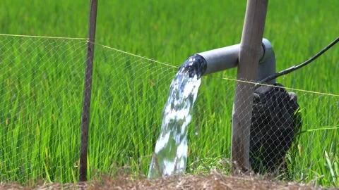 Irrigation pipe gushing clear water into lush green rice field on sunny day. Stock Footage 340713788