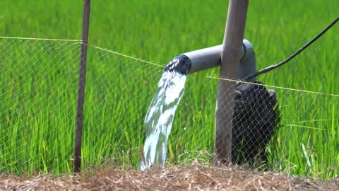 Irrigation pipe gushing clear water into lush green rice field on sunny day. Stock Footage 340713797
