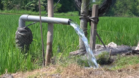Irrigation pipe gushing clear water into lush green rice field on sunny day. Stock Footage 340715043