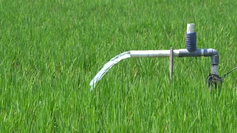 Irrigation pipe gushing clear water into lush green rice field on sunny day. Video stock 340715047