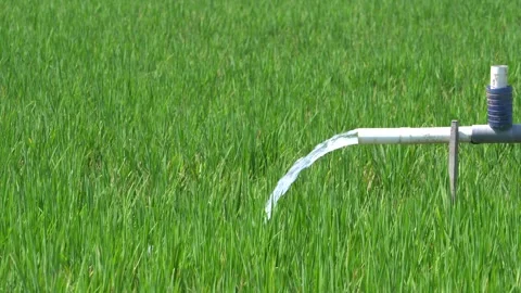 Irrigation pipe gushing clear water into lush green rice field on sunny day. Stock Footage 340715290