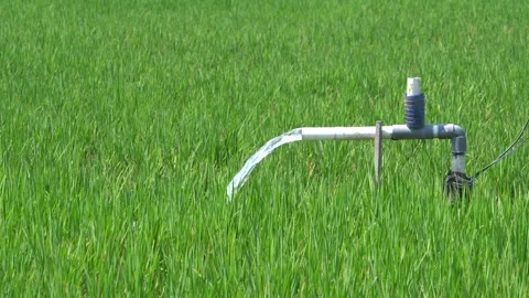 Irrigation pipe gushing clear water into lush green rice field on sunny day. Stock Footage 340715329