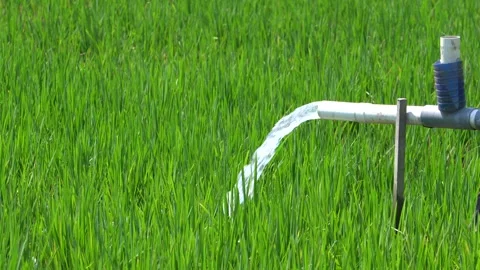 Irrigation pipe gushing clear water into lush green rice field on sunny day. Stock Footage 340716193