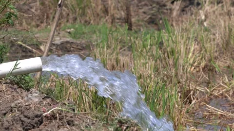 Irrigation pipe gushing clear water into lush green rice field on sunny day. Stock Footage 340716251