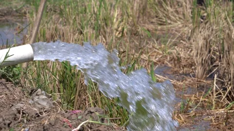 Irrigation pipe gushing clear water into lush green rice field on sunny day. Stock Footage 340716457