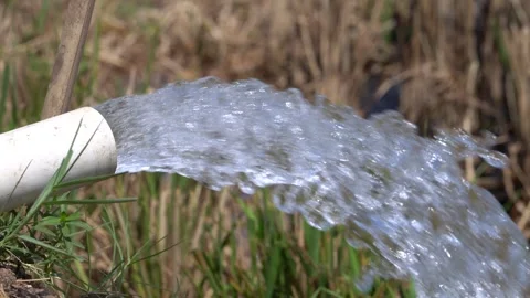 Irrigation pipe gushing clear water into lush green rice field on sunny day. Stock Footage 340716462