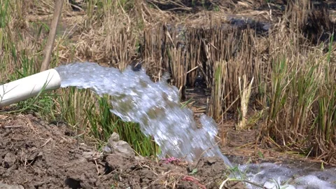 Irrigation pipe gushing clear water into lush green rice field on sunny day. Stock Footage 340717447