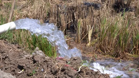 Irrigation pipe gushing clear water into lush green rice field on sunny day. Stock Footage 340717448