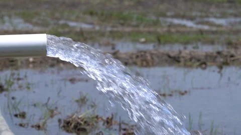 Irrigation pipe gushing clear water into lush green rice field on sunny day. Stock Footage 340717599