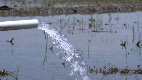 Irrigation pipe gushing clear water into lush green rice field on sunny day. Stock Footage 340717600