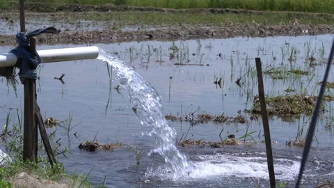 Irrigation pipe gushing clear water into lush green rice field on sunny day. Video stock 340717625
