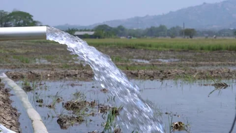 Irrigation pipe gushing clear water into lush green rice field on sunny day. Stock Footage 340718545