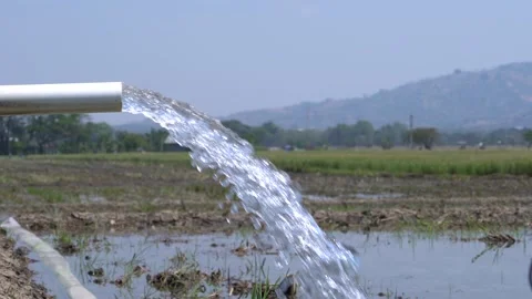 Irrigation pipe gushing clear water into lush green rice field on sunny day. Stock Footage 340718616