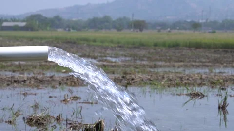 Irrigation pipe gushing clear water into lush green rice field on sunny day. Video stock 340718840