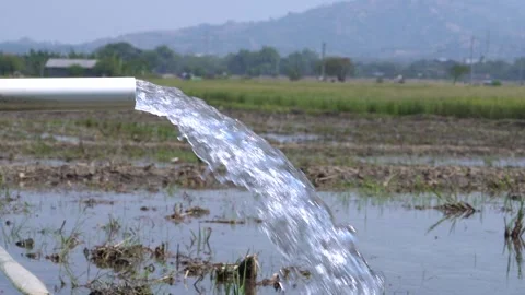 Irrigation pipe gushing clear water into lush green rice field on sunny day. Stock Footage 340718881